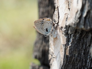 butterfly close-up, Camouflage of a butterfly on the bark of a tree