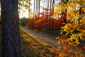 Słoneczna jesień w lesie