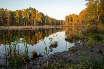 Łabędzie nad stawem w lesie jesienią © SebbPL