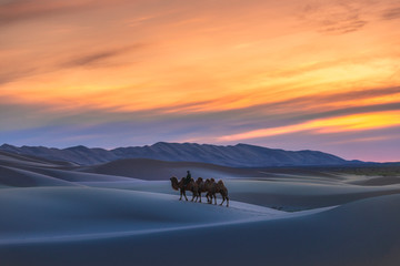 Gobi desert, may 2019, Mongolia : Camel going through the sand dunes on sunrise, Gobi desert Mongolia.
