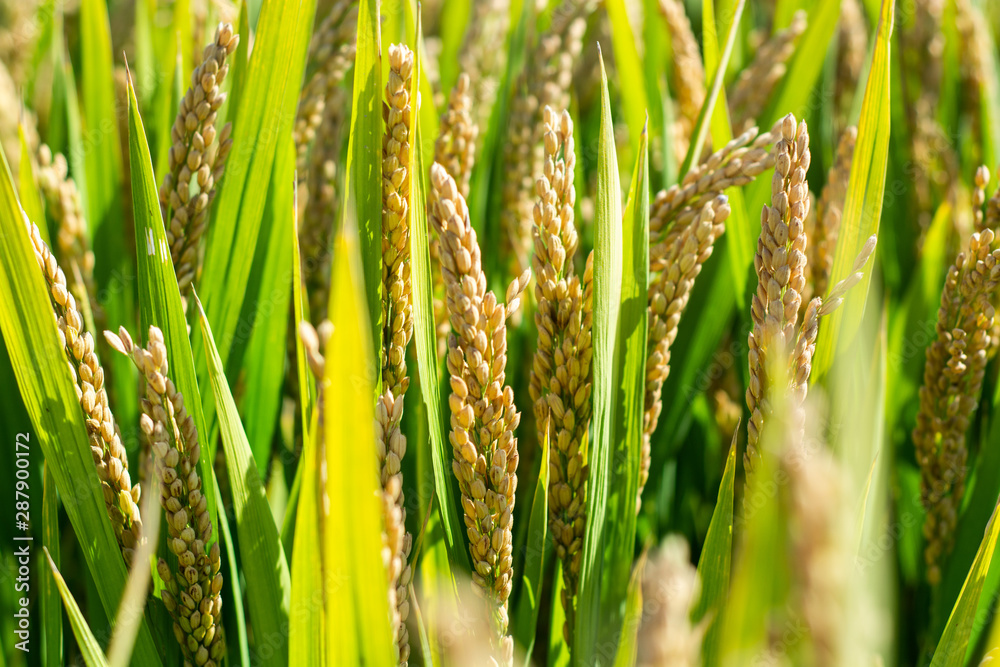 Poster Green wheat field