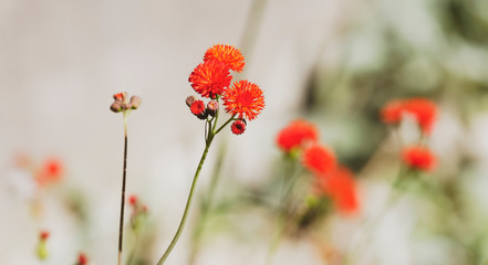 Petits chardons rouges écarlates et akènes de cucolies sur de hautes tiges (Emilia coccinea)