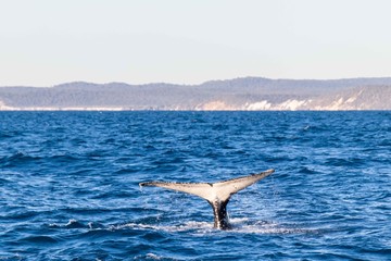 Whale tail at Fraser Island