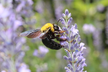 ラベンダーに止まるクマバチ