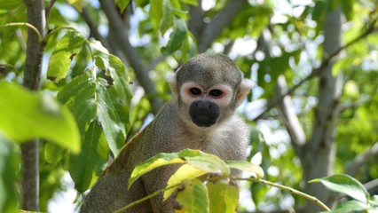 Portrait of a squirrel monkey, samiri ustus in a tree