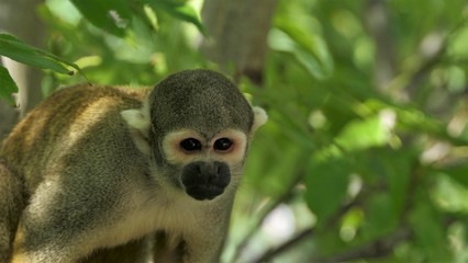 Portrait of a squirrel monkey, samiri ustus in a tree