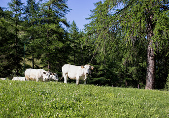 White Cows in mountain Pragelato