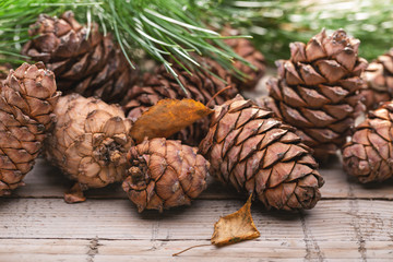 Cones and branches of Siberian cedar pine. Dry birch leaf. Close-up, studio shot.