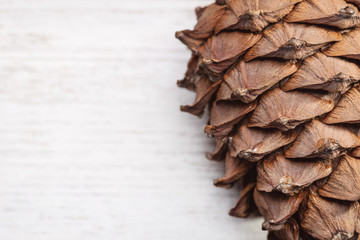 Cones of Siberian cedar pine on  light  background with copy space. Studio shot, close-up.