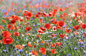 poppies and cornflowers