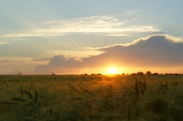 Wheat field at sunset background. Near a large cloud.