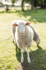 Sheep in nature on meadow. Farming outdoor.