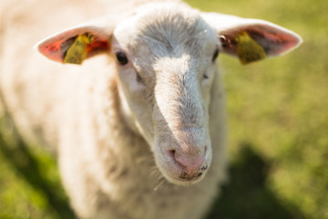 Sheep in nature on meadow. Farming outdoor.