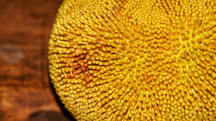Fruits of Sabah Borneo called Buah Tarap. Famous Sabah local seasonal fruits.