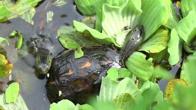 A turtle is struggling to climb over a lemna minor in the water. Turtles are diapsids of the order Testudines by a special bony or cartilaginous shell developed from ribs and acting as a shield.