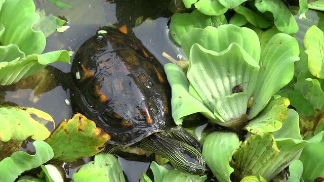 A turtle is struggling to climb over a lemna minor in the water. Turtles are diapsids of the order Testudines by a special bony or cartilaginous shell developed from ribs and acting as a shield.