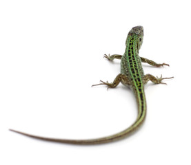 One green lizard.