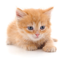 Beautiful red kitten.