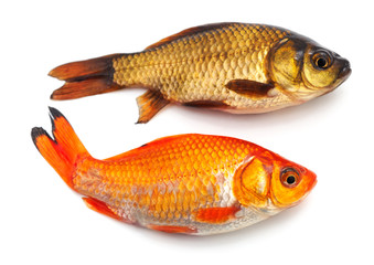 Crucible and goldfish.