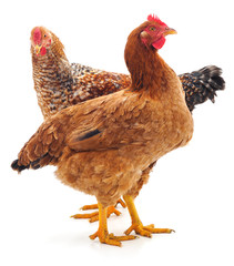 Two brown chicken.
