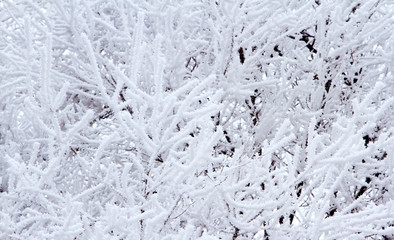 branches covered ice snow after icy