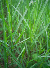 green grass of leaf 3