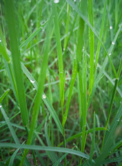 Green Grass of leaf 