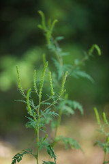 Allergenic ragweed