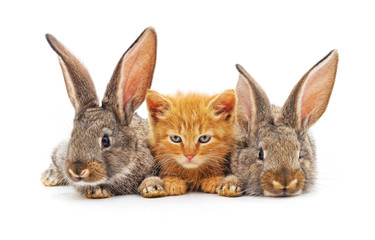 Red kitten and rabbits.