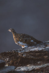 arctic ptarmigan