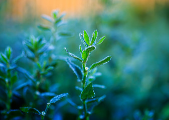 beautiful natural background with grass covered with shiny drops of fresh dew during morning bright dawn in summer