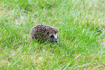 Igel sucht Futter und muss sich Winterspeck anfressen.