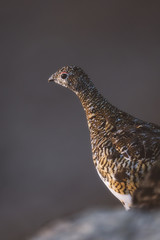 arctic ptarmigan 