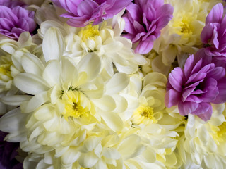 Flower background with amazing white and purple chrysanthemums. Bouquet of gentle golden-daisy flowers.