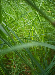 green grass with water drops
