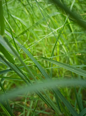green grass with water drops