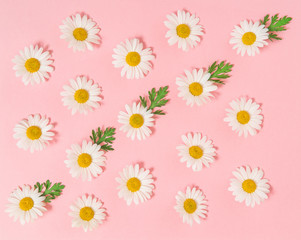 Chamomile daisy flowers green leaves Floral flat lay