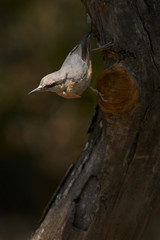 Blue climber (Sitta europaea). Easter bird. Spain, Europe