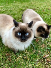 koty syjamskie na trawie