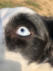 źrenica psa Border Collie