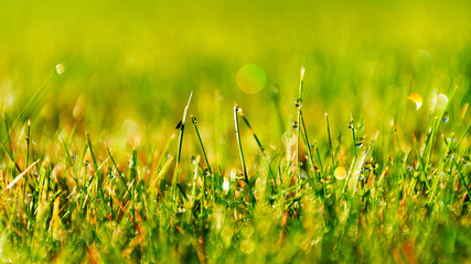 Fresh spring green grass background with bokeh effects at sunrise. Sunset. Green and bright texture.