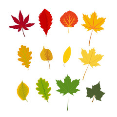 Autumn leaves. Vector clip art, without a background, isolated