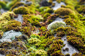 Closeup of old slate roof covered with green moss after the rain