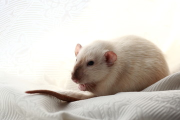 white seamese rat dumbo sits light background
