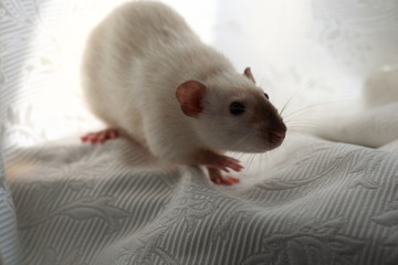 white seamese rat dumbo sits light background