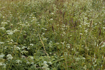 Thickets of grass called aegopodium in the meadow