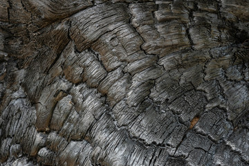Charred pine trunk closeup shot.