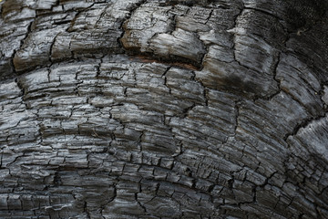 Fire-fired pine trunk closeup shot. Charred tree.