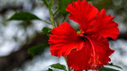 Close up beautiful red hibiscus