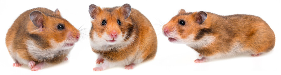 three hamsters isolated on a white background